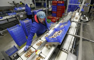 Banken+brengt+vitamine+D%2Dchampignon+op+markt