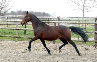Dier+%26amp%3B+Recht%3A+dierenwelzijn+manege+vaak+onvoldoende