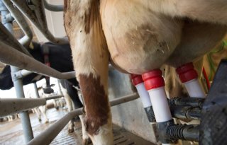 Marges+voor+melkveehouders+onder+druk