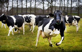 Oude+koe+blijft+voor+melkveehouder+interessant