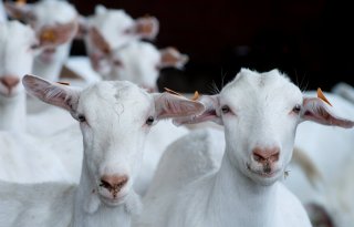 Boer+houdt+1%2E700+%27illegale%27+geiten+in+Waalre