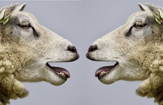 MKZ+treft+Chinese+schapen