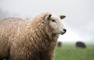 Schapenhouder+beboet+voor+staartcouperen