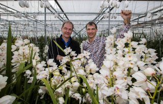 Star+Orchids+vernieuwt%2C+ook+over+grens