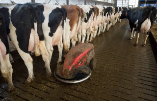 Dagquotum+voor+fosfaatovertreder