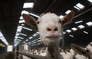 Drenthe+verwacht+geen+geitentsunami