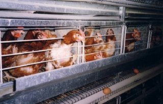 Danone+doet+kooi%2Dei+in+de+ban