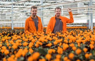 Grootste+crocatateler+ter+wereld+zit+in+Wateringen