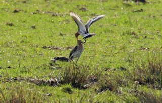 Overijssels+actieplan+voor+weide%2D+en+akkervogels