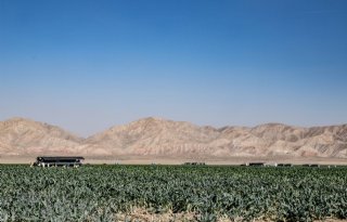 Bejo+Seeds+groeit+in+moestuin+van+Amerika