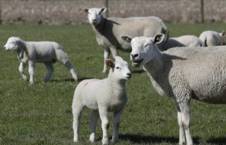 Schapen%2D+en+geitenboer+mag+dier+nieuw+oormerk+geven