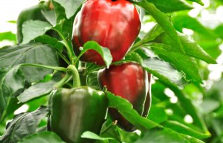 Minder+biologische+bestrijding+in+glasgroenteteelt