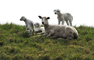 Dijkbegrazing+zorgt+voor+beroering+bij+schapenhouders