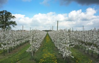 Biologische+fruitsector+zoekt+alternatieve+gewasbescherming