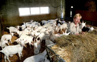 Jonge+geitenbokjes+hebben+eigen+%27man+cave%27