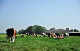 Melkveehouder+gaat+%27gezond+en+veilig+werken%27