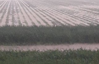 Telers+zaaien+450+hectare+bieten+over