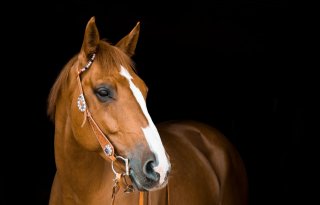 Vereniging+Paarden+Export+en+Transport+Nederland+opgericht