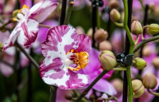Overeenkomst+over+bouw+sierteeltattractie+FloriWorld