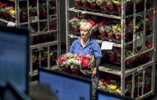 Innen+promotiegeld+sierteelt+ligt+onder+vuur