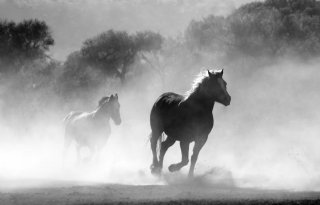 Europese+uitwerking+I%26amp%3BR+paardenhouderij+zorgenpunt+LTO