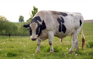 Boer+bagatelliseert+gevaar+stier