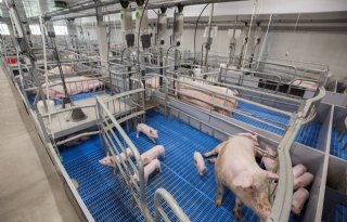 Denkavit+ontwikkelt+nieuw+type+vrijloopkraamhok