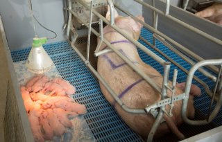 Zorg+voor+goede+doorbloeding+biggendarmen