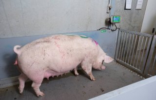 Levensproductie+zeug+vooral+sturen+op+gewicht