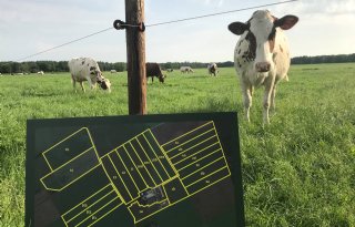 Boer+stuurt+koeien+tweemaal+daags+de+wei+in
