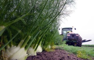 Itali%C3%AB+nog+altijd+het+%C3%A9chte+venkelland