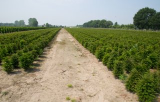 Brussel+past+importverbod+planten+summier+aan