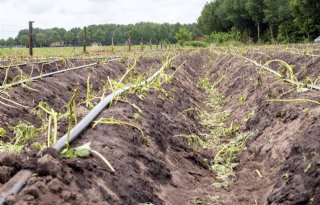 Veel+boeren+zitten+psychisch+in+de+knel