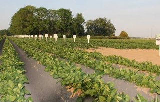 Europlant+betaalt+gemiddeld+30%2C52+euro