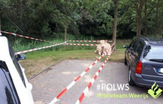 Koe+negeert+stoptekens+politie