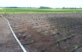 Druppelirrigatie+voorziet+zoete+aardappel+van+water