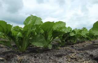 Bieten+met+vroeg+groeipunt+naar+ruim+15+ton+suiker
