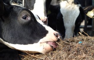 Dierenarts+stelt+vaker+diagnose+fosfortekort+bij+koeien
