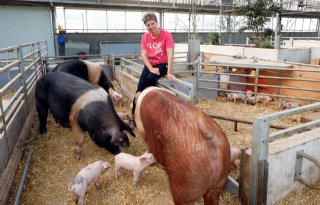 Eerst+geboren+biggen+Varkenshoff+hebben+geworpen