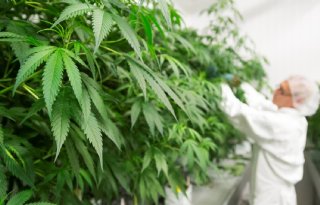 Glasteelt+van+medicinale+cannabis+is+lastig