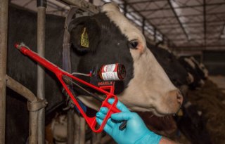 BVD+blijft+in+beeld+als+bedreiger+van+diergezondheid