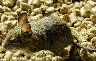 Ratten+en+muizen+alleen+nog+%27bang%27+voor+professionals
