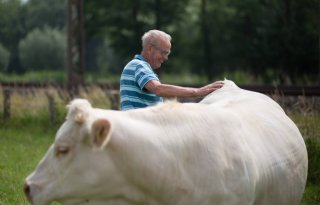 Charolais+als+uithangbord+van+bedrijf