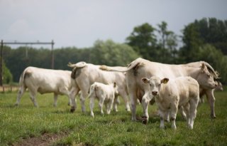 Ondernemersduo+springt+in+diepe+met+kalverbedrijf