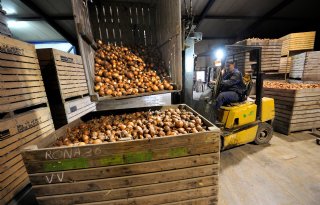MSP+Onions%3A+goede+uien+zijn+altijd+te+verkopen