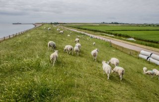 Vraagtekens+LTO+bij+gebruik+zoet+water+dijkverzwaring+Texel