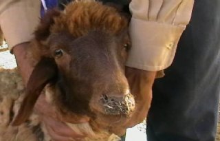 Kleine+herkauwerspest+in+Bulgarije