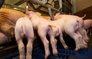 Salmonella+blijft+ondanks+jaren+monitoren
