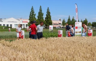 %2715+ton+tarwe+per+hectare+genetisch+mogelijk%27