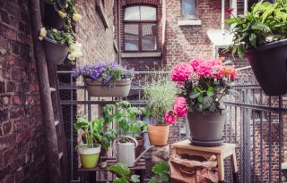 Vaker+planten+op+balkon+en+terras